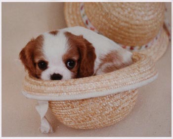 Lla prima campionessa Italiana di cavalier king charles in assoluto da allevamento italiano