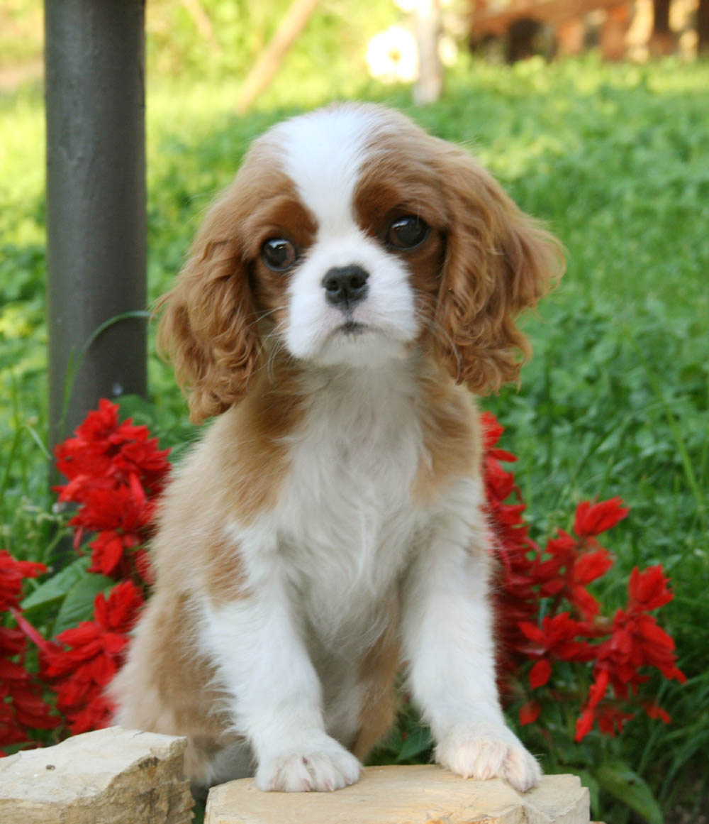 puppies adamantis allevamento cavalier king charles spaniel