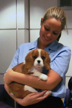 coccole con un cucciolo di cavalier king charles in aeroporto grazie al suo equilibrato carattere