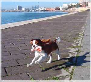 la razza cavalier king charles possiede un carattere allegro che coinvolge chi gli sta vicino