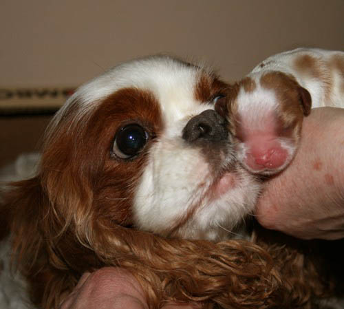 Mamma con cuccioli cavalier king charles da allevamento selezionato