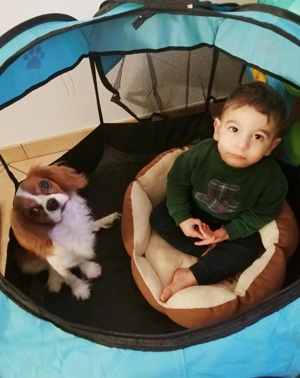 cuccioli di cavalier king charles affettuosi con bambini anche molto piccoli