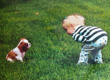 Socializzazione tra i cuccioli di cavalier king charles e i bambini