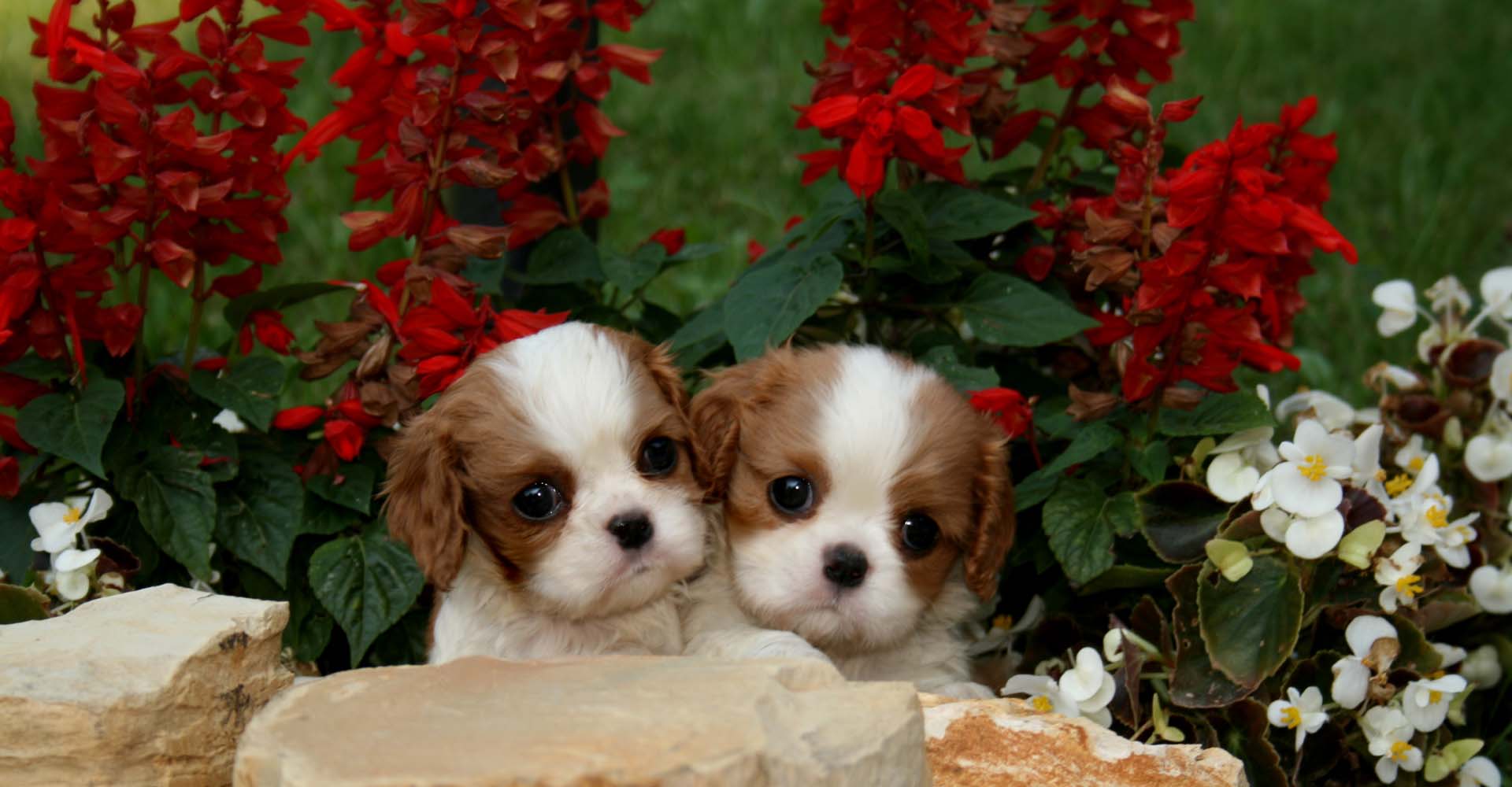 occhi grandi e rotondi nei cuccioli di cavalier king charles allevamento adamantis