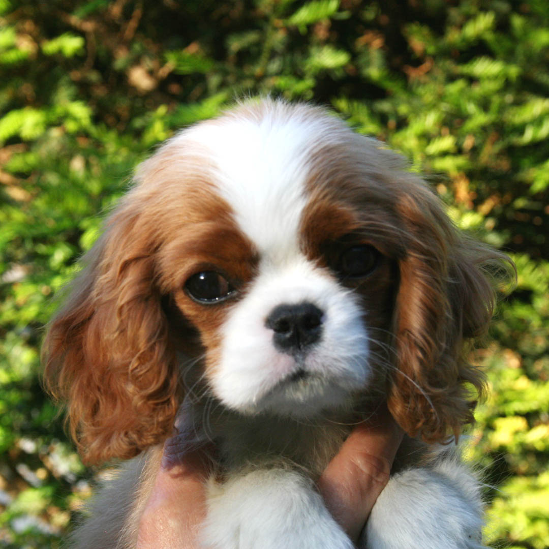 adamantis celestine cranio ben proporzionato espressione cavalier king charles spaniel