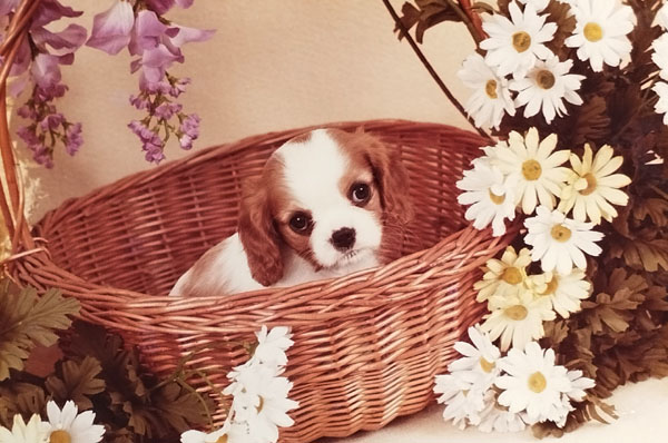 La futura campionessa Grace di cavalier king charles spaniel età 50 giorni in allevamento