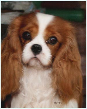 camerun il cavalier king charles spaniel da allevamento adamantis più amato d' europa