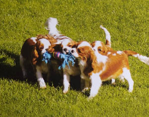 cuccioli di cavalier king charles durante il gioco già in allevamento
