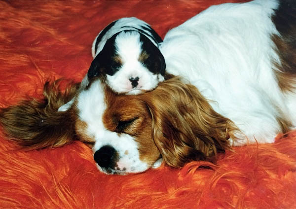 Grace e la sua cucciola di cavalier king charles nata in allevamento 