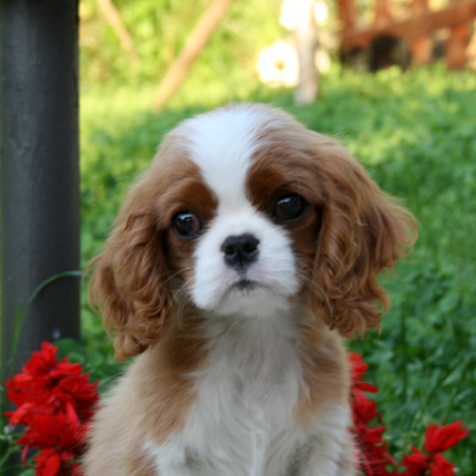 Guardare dentro gli occhi di un cavalier king charles