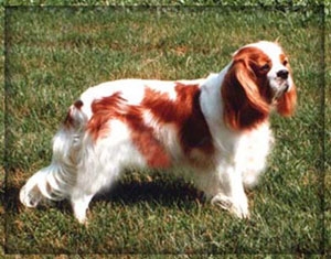 La campionessa grace prima cavalier king charles spaniel nata ed allevata in Italia