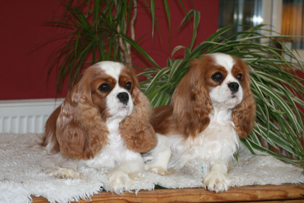 Espressione top per un cavalier king charles con occhi rotondi grossi e scuri questo è in allevamento