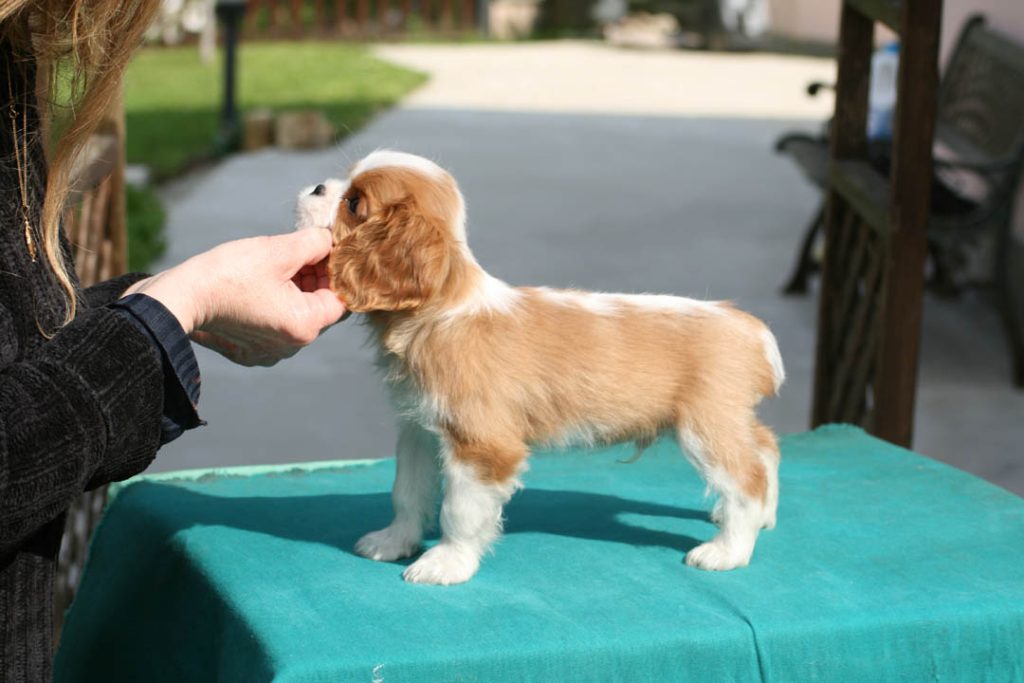 Educazione cuccioli cavalier king fin dai primi mesi