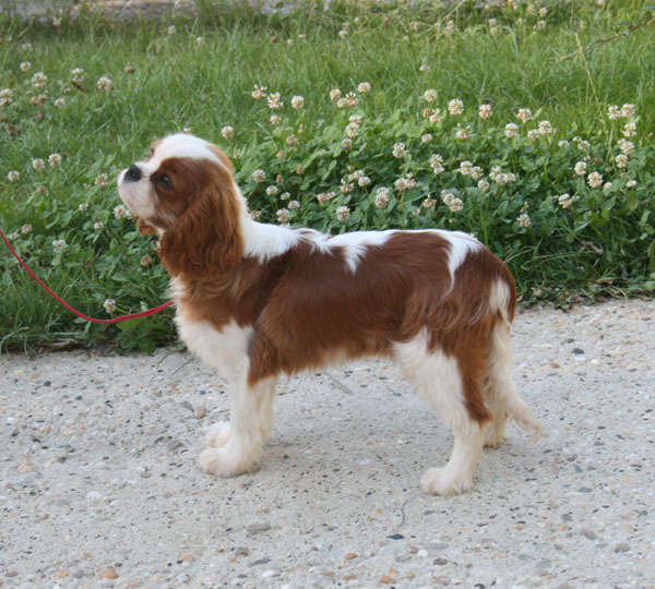 addestramento cucciolo cavalier king charles già in allevamento