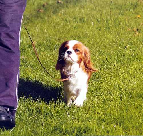 cucciolo cavalier king passeggiata con guinzaglio